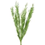  консервированный большой земля сельское хозяйство . длинный tachikazla примерно 30g зеленый 01620-701 консервированный зеленый лист предмет 