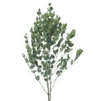  консервированный большой земля сельское хозяйство .g колено эвкалипт местного производства примерно 2 шт серебряный зеленый 02295-790 консервированный зеленый лист предмет 