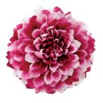  консервированный большой земля сельское хозяйство . георгина Grace градация 2 Lynn глубокий рубин 4685-251 консервированный цветок материалы для цветочной композиции георгина 