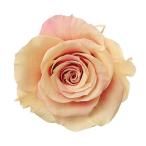  консервированный большой земля сельское хозяйство . rose Grand u-ru большой 6 Lynn Jeury Arrows 5252-362 консервированный цветок материалы для цветочной композиции роза rose 