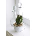 ������07 ���٥�ȥ����ǥ� ���ʥ�� ���⡼�륫�åץݥå�  LM-16 ����ȭ ������� �����ǥ˥� ������� �ե��ݥå�