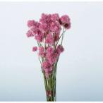  dry higashi flower sennichikou fire - Works natural approximately 40g 60075 dry flower material for flower arrangement sennichikou thousand day .