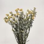 押し花、ドライフラワー花材