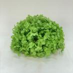  консервированный восток цветок soft .... дыра bell примерно 2.5 колесо автомобиль i колено зеленый 64327 консервированный цветок материалы для цветочной композиции гортензия 