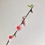  искусственный цветок Aska персик pick розовый A-03849-3 искусственный цветок материалы для цветочной композиции [. line ] Momo персик 