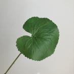 造花 アスカ ゲイラックス L 　グリーン A-41229-51A 造花葉物、フェイクグリーン ゲイラックス