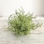  искусственный цветок Aska коралл мех n деталь зеленый A-41731-51A искусственный цветок лист предмет, искусственная зелень мех n