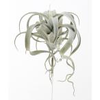 造花アスカキセログラフィカグレイグ...