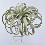 造花アスカキセログラフィカ＃063...