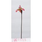 造花 アスカ パフィオ モーブグリーン A-34579-55G 造花 花材「は行」 その他「は行」造花花材