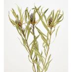  день ограничение 10 dry core trailing вспомогательный ro Sam вынос руля имеется примерно 3шт.@ натуральный 17783 10 пачка dry дикий цветок прочее дикий цветок 