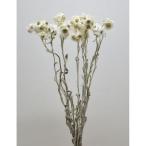  день ограничение 10 dry core trailing u- Lee ever la стойка ng натуральный 17797 5 пачка сухой цветок материалы для цветочной композиции прочее сухой цветок 