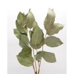  день ограничение 10 dry core trailing лимон leaf dry примерно 20g натуральный 17766 dry лист предмет лист предмет 