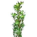  день ограничение 10 dry core trailing LD lime втулка PSD зеленый 10327 5 пачка dry лист предмет лист предмет 