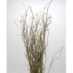  день ограничение 10 dry core trailing орхидея. корень натуральный 17767 5 пачка dry ветка предмет прочее 