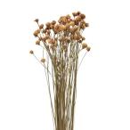  день ограничение 10 dry core trailing Hill цветок натуральный 18667 10 пачка сухой цветок материалы для цветочной композиции прочее сухой цветок 