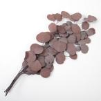  консервированный поток ru ever эвкалипт po тянуть s примерно 50g красный FL8721-830 консервированный зеленый лист предмет 