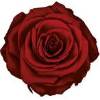  консервированный поток ru ever premium rose вынос руля есть рукав ввод 6шт.@ вино FL095-10 консервированный цветок материалы для цветочной композиции роза rose 