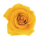  консервированный поток ru ever premium rose вынос руля есть рукав ввод 6шт.@ золотой желтый FL095-17 консервированный цветок материалы для цветочной композиции роза rose 