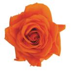  консервированный поток ru ever premium rose вынос руля есть рукав ввод 6шт.@ язык je Lynn orange FL095-29 консервированный цветок материалы для цветочной композиции роза rose 