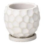 ͧ�� �ɥ�������󥵡�����ӣ� ������  TD274 ����ȭ ������� �����ǥ˥� ������� �ե��ݥå� ƫ�� ����ߥå�ȭ