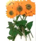 день ограничение 07 dry засушенный цветок Mini hi вокруг лист есть 12 колесо orange .1-101H-O сухой цветок материалы для цветочной композиции засушенный цветок 