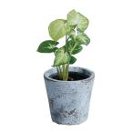 ������07 ���ӥ� �ߥ�� �ݥå� �� �֥롼 JC-004-BL ����ȭ ������� �����ǥ˥� ������� �ե��ݥå� ������ȭ