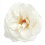  день ограничение 10 консервированный 1 колесо распродажа большой земля сельское хозяйство . French ma Lien n чисто-белый 02412-1 консервированный цветок материалы для цветочной композиции роза rose 