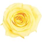  день ограничение 10 консервированный 1 колесо распродажа большой земля сельское хозяйство . rose ушко (уголок) mo- человек g желтый 03840-501 консервированный цветок материалы для цветочной композиции роза rose 