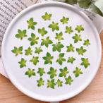  день ограничение 10 dry m flowers засушенный цветок b pre lium сухой цветок материалы для цветочной композиции засушенный цветок 