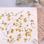  день ограничение 10 dry m flowers засушенный цветок melasferula сухой цветок материалы для цветочной композиции засушенный цветок 