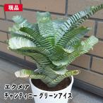 エクメア チャンティニー グリーンアイス タンクブロメリア 観葉植物 多肉植…