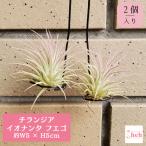 チランジアイオナンタフエゴ2個入り...