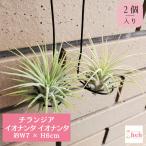 チランジアイオナンタイオナンタ2個...