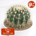 サボテン金鯱5号セラアート鉢エキノ...