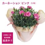カーネーション ピンク 5号 母の日 ギフト 花 プレゼント 早割 2025 鉢植え 苗 花鉢 フラワー 大きい 先行 予約