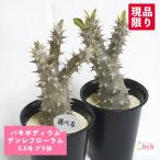 パキポディウムデンシフローラム3....