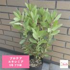 ショッピング多肉植物 プロテア エキシミア 5号 プラ鉢 苗 花 観葉 多肉 植物 送料無料 お祝い 室内 屋外