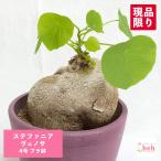 ステファニア ヴェノサ 4号の魅力と育て方ガイド