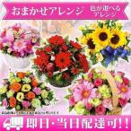 おまかせアレンジ-TOA-3000　花キューピットおまかせフラワーアレンジメント　午後２時迄のご注文で全国に当日配達可能（一部の地域・配達不能地域を除く）