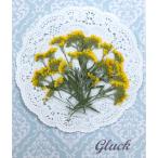 [ возможность слежения талант рейс . доставка ] compact засушенный цветок бурачок ( желтый ) примерно 16 листов . упаковка . делать доставка! ручная работа UV resin . смартфон кейс . изготовление возможность!