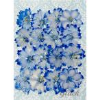 [ возможность слежения талант рейс . доставка ] compact засушенный цветок тысяч птица .( gran голубой ) окраска 16 листов немного количество . упаковка . делать доставка!