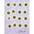 [ возможность слежения талант рейс . доставка ] compact засушенный цветок no- sport SS размер *25mm передний и задний (до и после) )16 листов . упаковка . делать доставка! ручная работа UV resin 