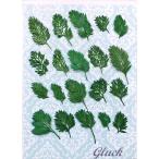 [ возможность слежения талант рейс . доставка ] compact засушенный цветок orulaya. лист mini 20 листов входит 