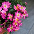 ◇開花後強剪定株 花芽なし◇ <br>バラ 苗 ドリフトローズ 【ピンクドリフト (修景バラ) 四季咲き】 1年生 挿し木 3.5号 (10.5cm) ポット苗