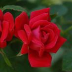 バラ 苗 京成 【ダブルノックアウト (FL) 中輪 四季咲き】 2年生 接ぎ木 大苗