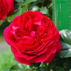 ショッピングバラ バラ 苗 京成 【ルージュ ピエール ドゥ ロンサール (CL) 大輪 四季咲き】 3年生 接ぎ木 約1.3m 大苗 (長尺苗)