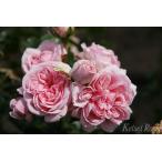 バラ苗京成2年生接ぎ木大苗