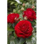 バラ 苗 京成 【ディープ ボルドー (FL) 中輪 四季咲き】 2年生 接ぎ木 大苗