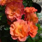 バラ 苗 京成 【シュガー キャンディー ローズ  (FL) ［登録品種］ 中輪 四季咲き】 2年生 接ぎ木大苗